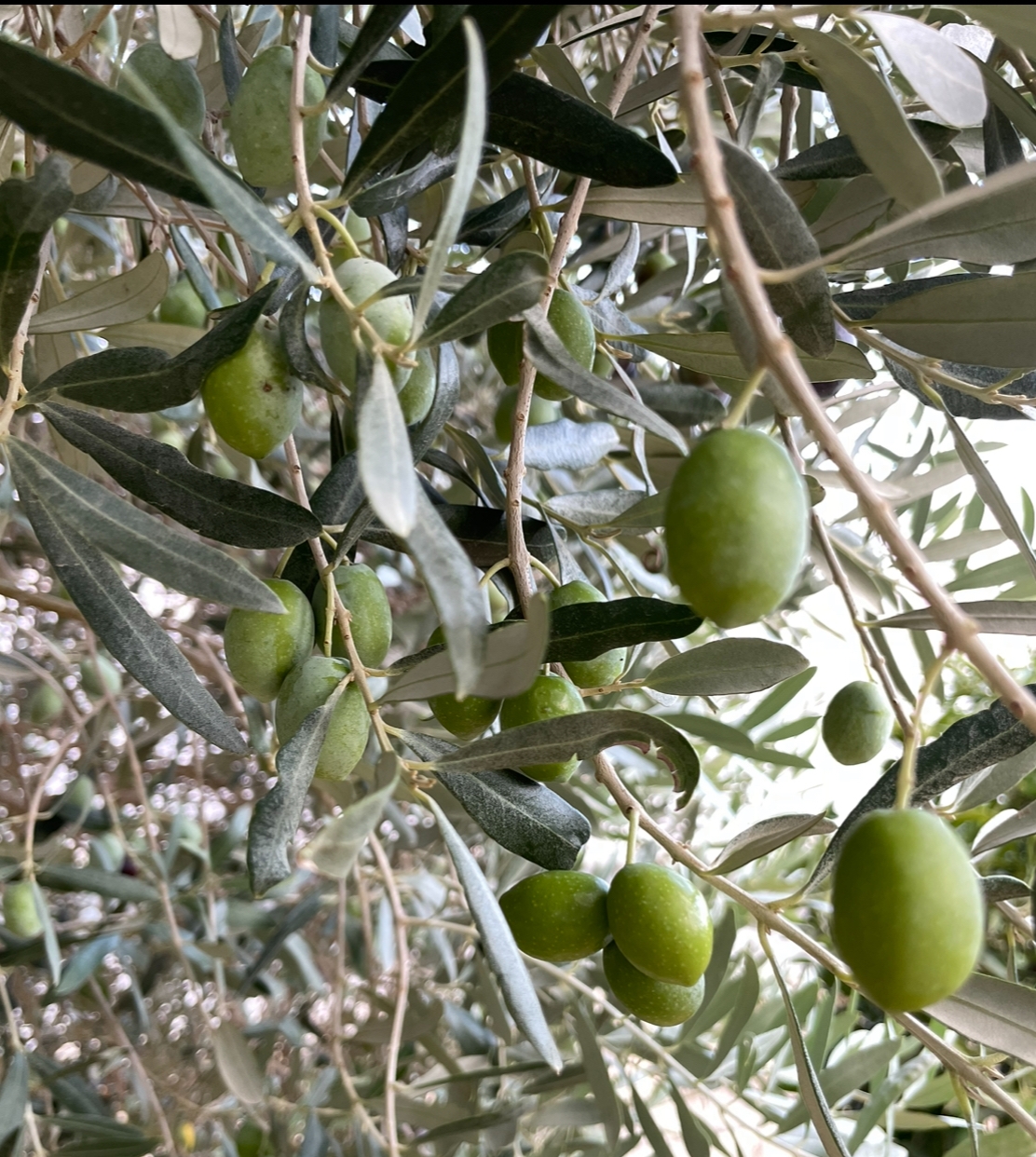 Yeşil Zeytin 